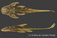 Lamontichthys avacaneiro