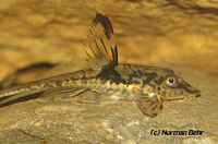 Sturisomatichthys