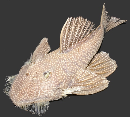 Pseudancistrus sp.